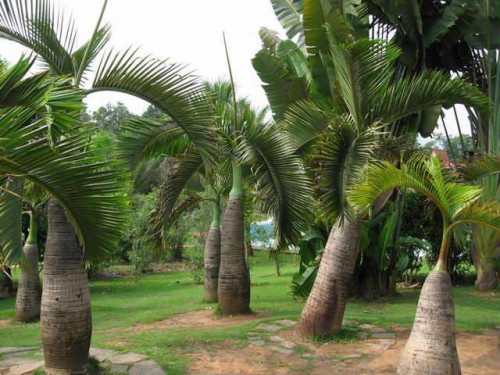 Xishuangbanna image
